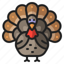 animal, bird, chicken, thanksgiving, turkey