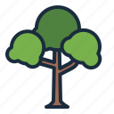 tree, botanical, nature, ecology