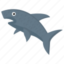 animal, fish, shark, whale, wildlife