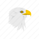 bald, bird, day, eagle, independence, patriotism, usa