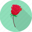 cupid, love, propose, romance, romantic, rose