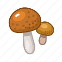 boletus, brown, cap, mushroom, organic, vegetable