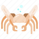 spider, crab, ocean, animal, sea, nature