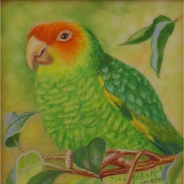 Carolina Parakeet With Heart Leaf from seasideartgallery on Ruby Lane