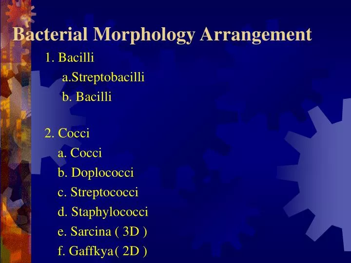 bacterial morphology arrangement