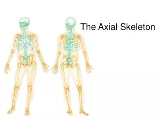 The Axial Skeleton