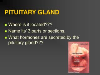 PITUITARY GLAND