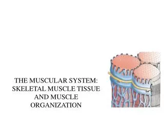 THE MUSCULAR SYSTEM: SKELETAL MUSCLE TISSUE AND MUSCLE ORGANIZATION