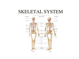 SKELETAL SYSTEM