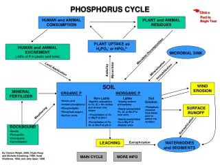 PHOSPHORUS CYCLE