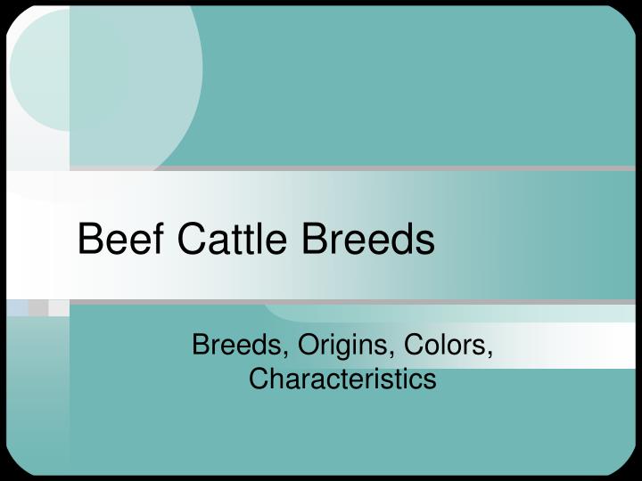 beef cattle breeds