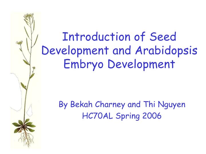 introduction of seed development and arabidopsis embryo development