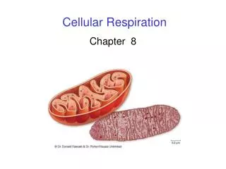 Cellular Respiration