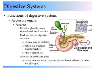 Digestive Systems