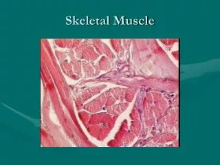 Skeletal Muscle