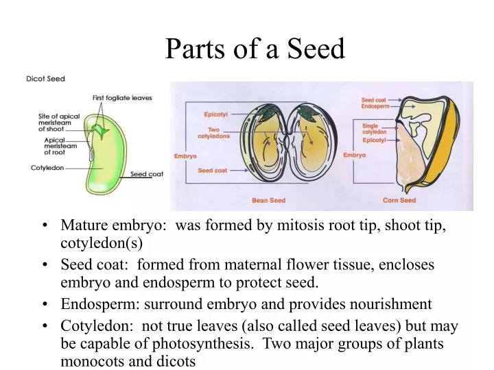 parts of a seed