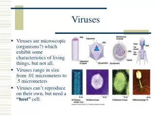 Viruses