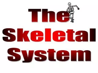 The Skeletal System