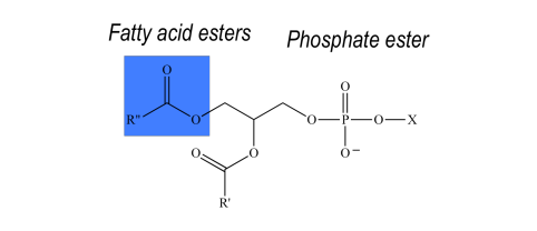 What Are Lipids? - Definition, Structure & Classification Of Lipids