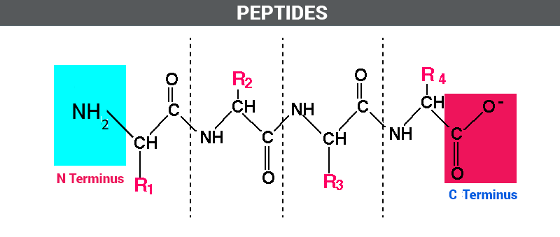 Peptides 3