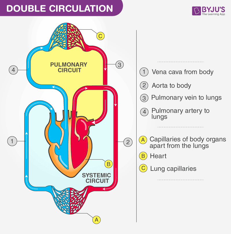 Blood circulation in human body flowchart | Anime Telegram