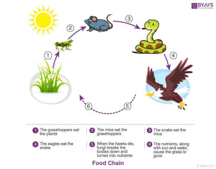 What Is An Ecosystem Name The Components Of Ecosystem - vrogue.co