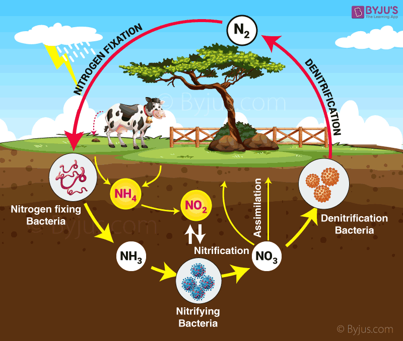 Nitrogen Cycle Worksheet Grade 7