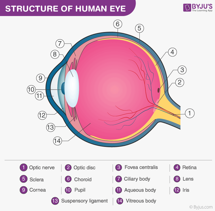 Human Eye Anatomy Parts Of The Eye Explained Eye Anatomy Anatomy | My ...