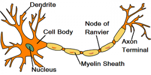 Nerve Cells