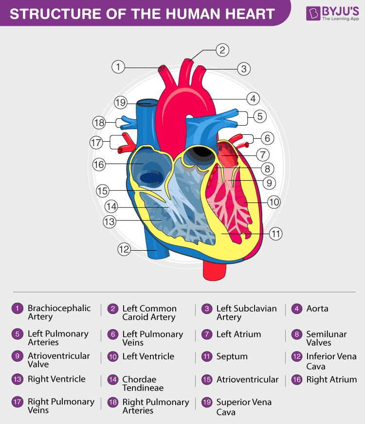 Labeled Heart Diagram Circulatory Heart Pinterest Hea - vrogue.co