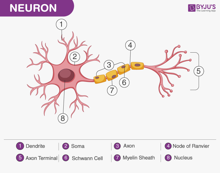 Draw A Labelled Diagram Of Nerve Cell