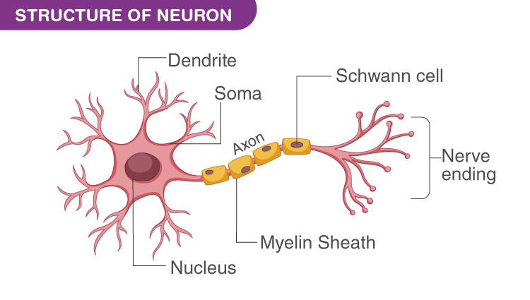 Neurons