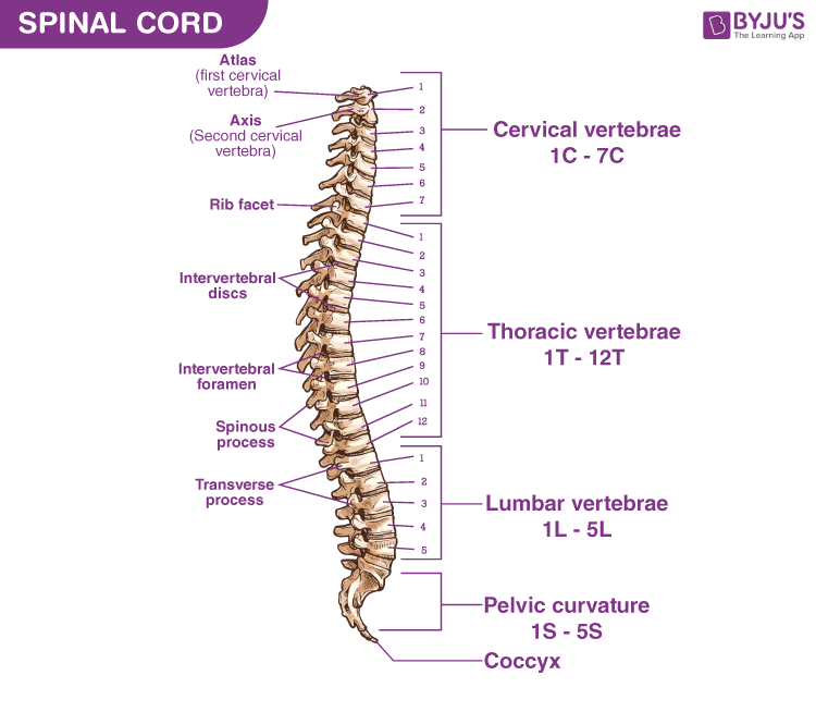 Spinal Cord Structure Diagram