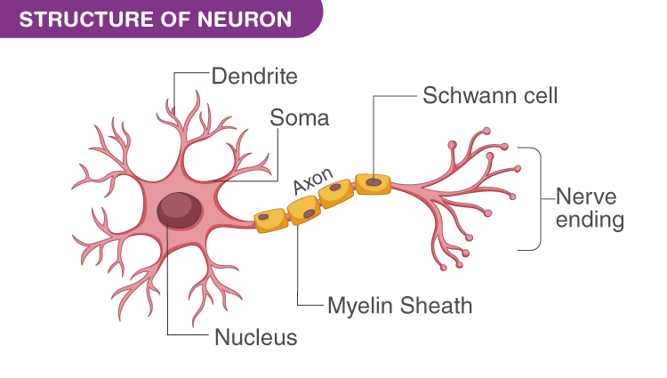 Labelled Diagram Of Nerve Cell