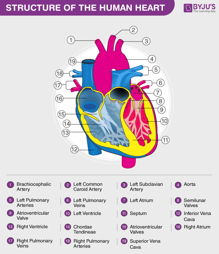 Parts Of The Heart And Their Functions