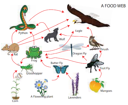 Life on Earth [Biosphere, Ecosystem, Biomes, Types of Biomes]