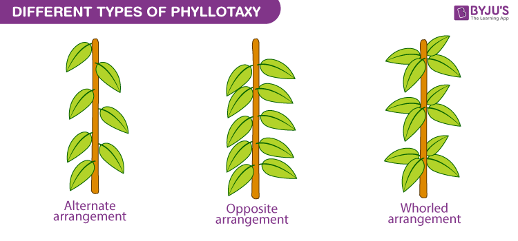 Phyllotaxy