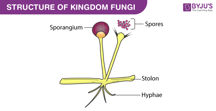 Kingdom Fungi