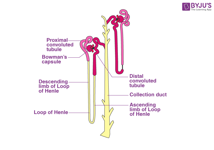 Nephron Diagram Quiz