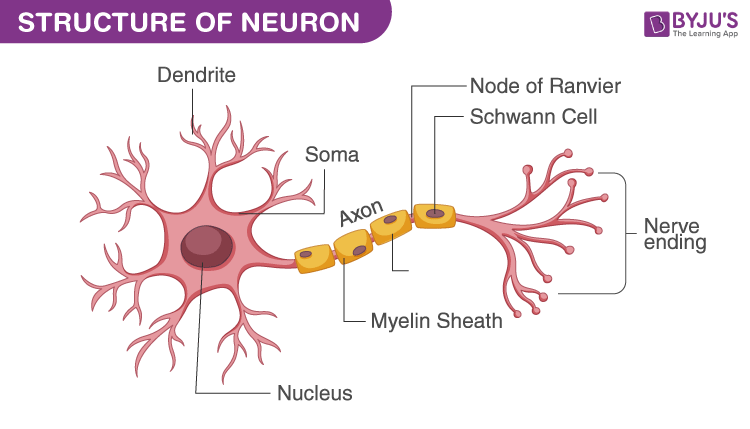 Human Nerve Cell Diagram