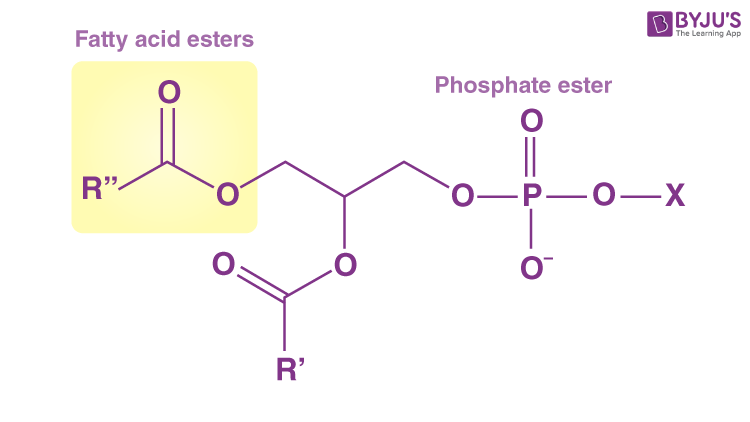 What Are Lipids? - Definition, Structure & Classification Of Lipids (2023) image.