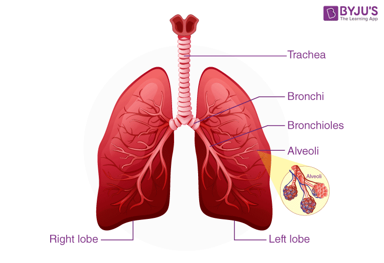 Where Are The Lungs Situated In The Human Body?