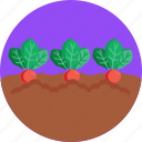 country, life, beetroot, farm