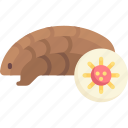 pangolin