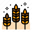 agriculture, barley, farm, wheat