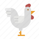 animals, bird, chicken, farm, food