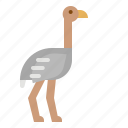 bird, fast, ostrich, wildlife, zoo