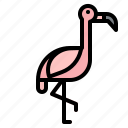 animal, bird, flamingo, kingdom, zoo