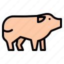 animal, farm, food, mammal, pig