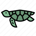 animal, aquarium, sea, turtle, zoo